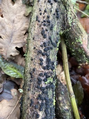 Jackrogersella cohaerens