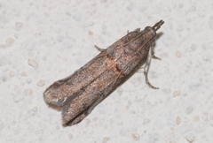 Acrobasis obliqua