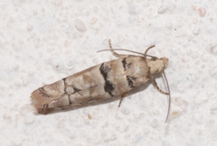 Blastesthia tessulatana