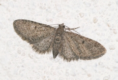 Eupithecia massiliata