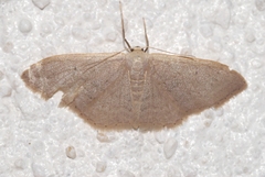 Idaea distinctaria