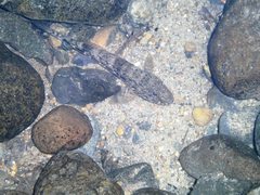 Glossogobius illimis