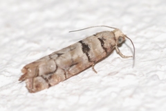 Blastesthia tessulatana