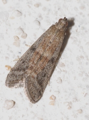Ephestia woodiella
