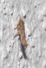 Coccidiphila gerasimovi