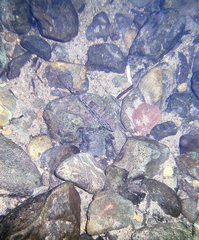 Glossogobius illimis