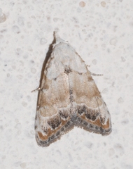 Nola chlamitulalis