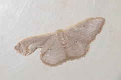 Idaea distinctaria