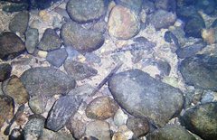 Glossogobius illimis