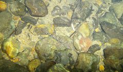 Glossogobius illimis