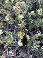 Kunzea muelleri