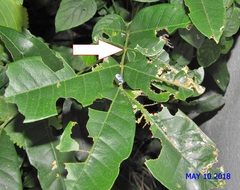 Charaxes wakefieldi