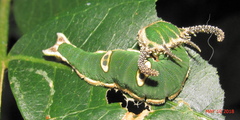 Charaxes wakefieldi
