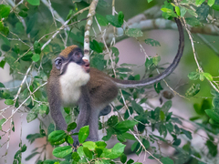 Cercopithecus petaurista