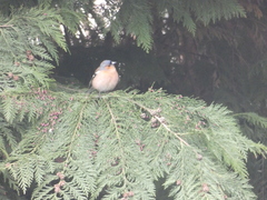 Fringilla coelebs