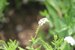 Heliotropium steudneri