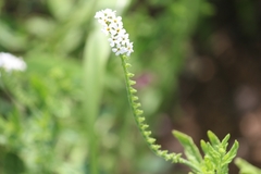 Heliotropium steudneri