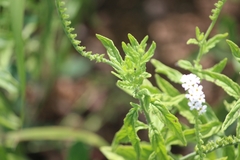 Heliotropium steudneri