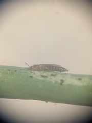 Thripoidea