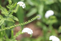 Heliotropium steudneri