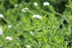 Heliotropium steudneri