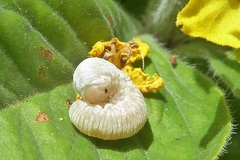 Monostegia abdominalis