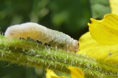 Monostegia abdominalis