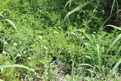 Heliotropium steudneri