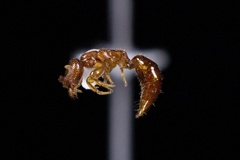 Pristepyris armiferus