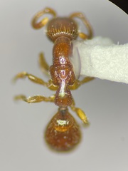 Pristepyris armiferus