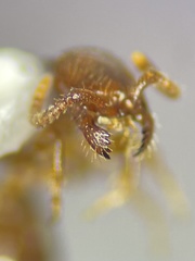 Pristepyris armiferus