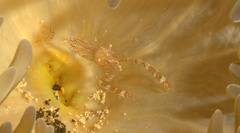 Periclimenes rathbunae