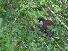Cercopithecus petaurista