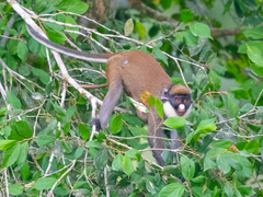 Cercopithecus petaurista