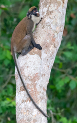 Cercopithecus petaurista