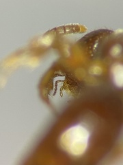 Pristepyris armiferus