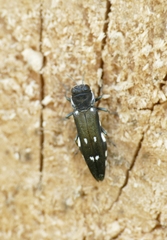 Agrilus ater