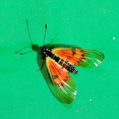 Acraea ranavalona