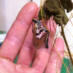 Acraea ranavalona