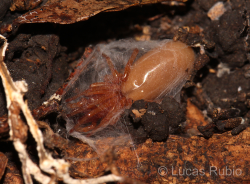 Woodlouse spider