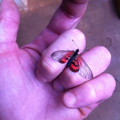 Acraea ranavalona