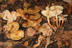 Hypomyces succineus