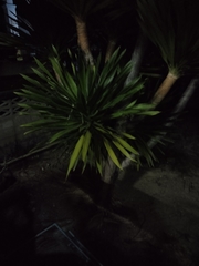 Dracaena cochinchinensis