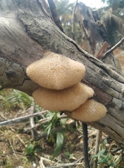 Fungi
