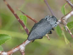 Capnodis