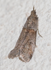 Acrobasis obliqua