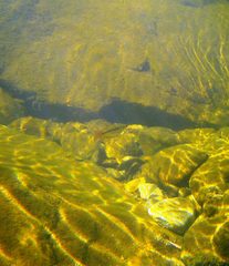 Melanotaenia splendida