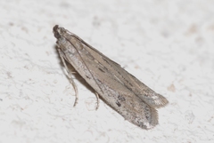 Phycitodes albatella