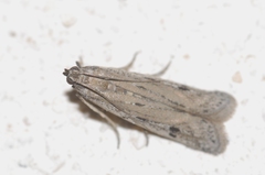 Phycitodes albatella