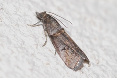 Acrobasis obliqua